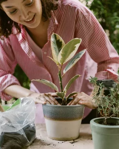gardening gardening